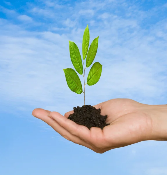 Sapling in hands — Stock Photo, Image