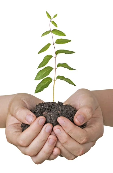 Planta em mãos — Fotografia de Stock