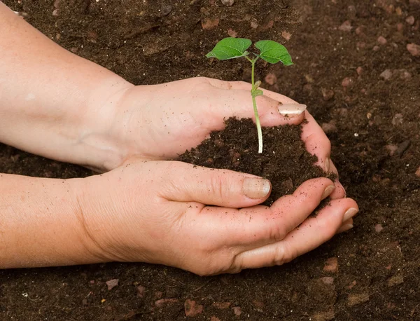 Plantation d'une plante de haricots — Photo