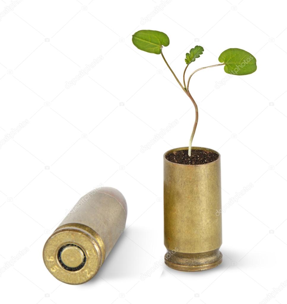 Sapling growing from shell