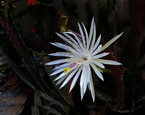 Ночью цветет крещенский кактус — стоковое фото