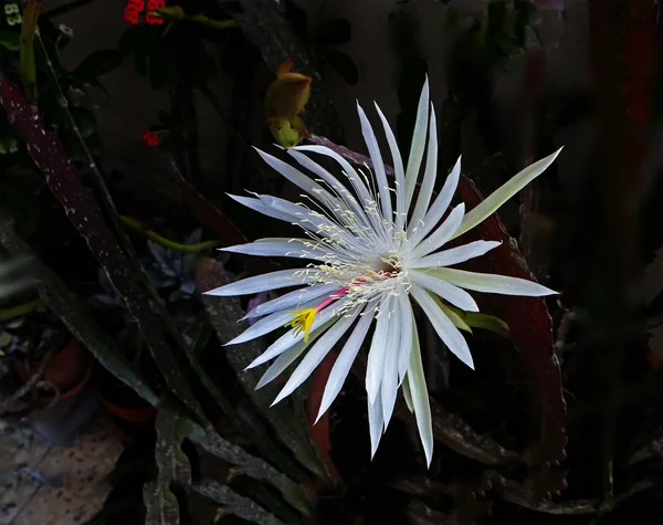 Κάκτος epiphyllum ανθισμένα τη νύχτα — Φωτογραφία Αρχείου