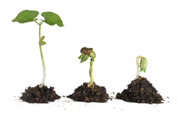 Bean seedlings — Stock Photo, Image