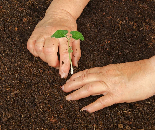 Plantando uma planta de feijão — Fotografia de Stock