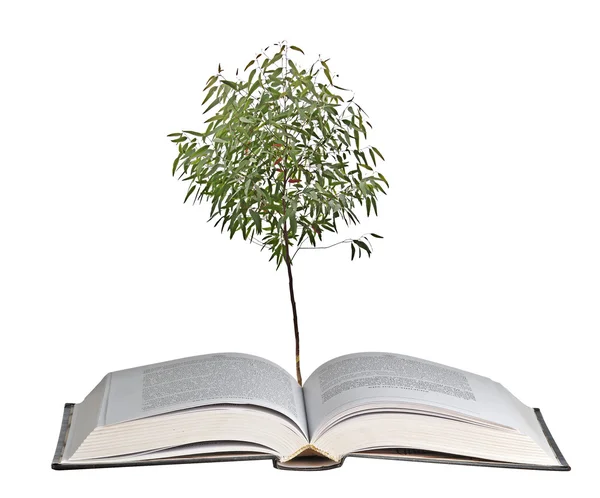 Tree growing from open book — Stock Photo, Image