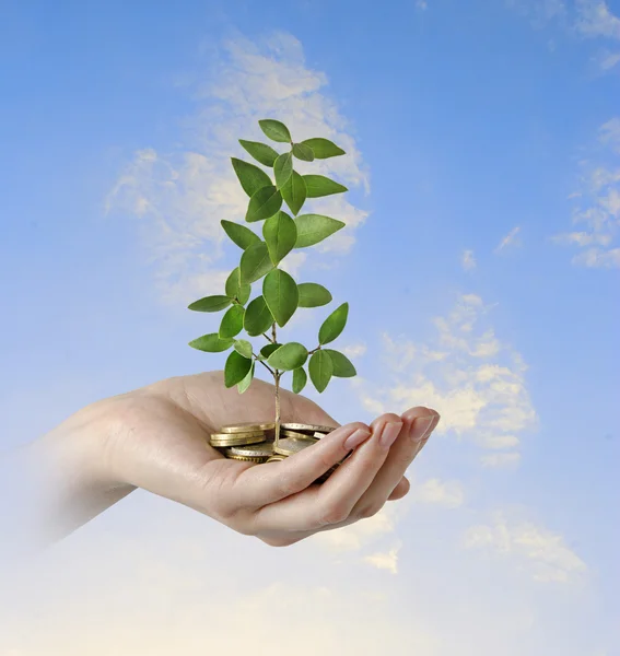 Investing to green business — Stock Photo, Image