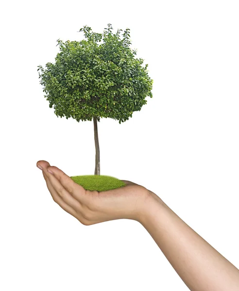 Tree in hands — Stock Photo, Image