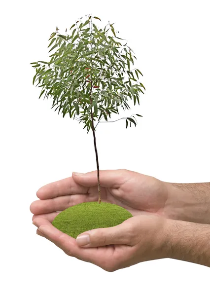 Árbol en las manos — Foto de Stock