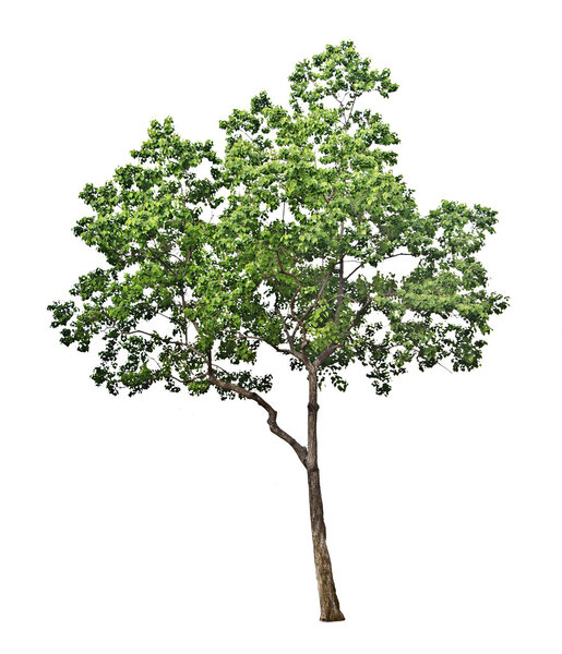 Tree on white background