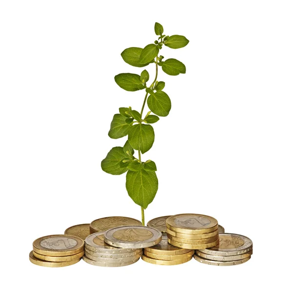 Plant growing from coins — Stock Photo, Image