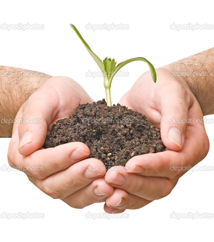seedling in hands