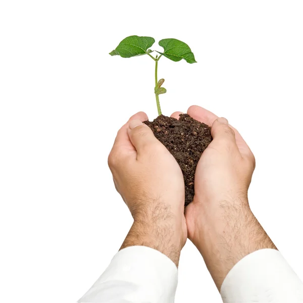 Bean seedling in hands — Stock Photo, Image