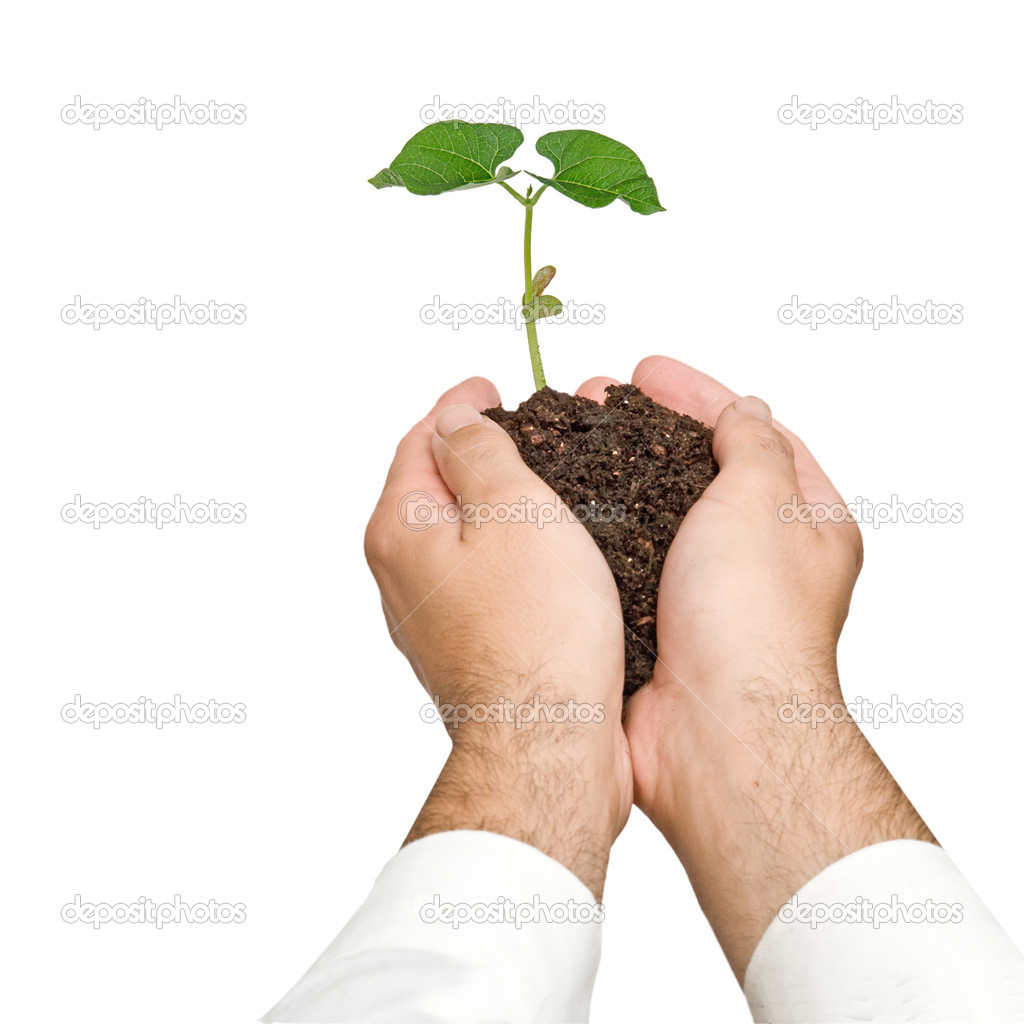 Bean seedling in hands