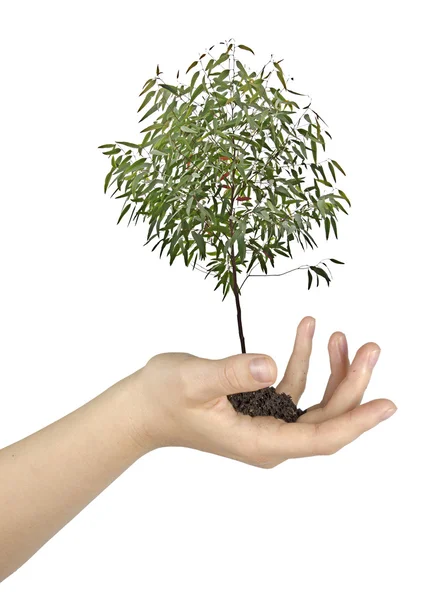 Árbol en mano — Foto de Stock