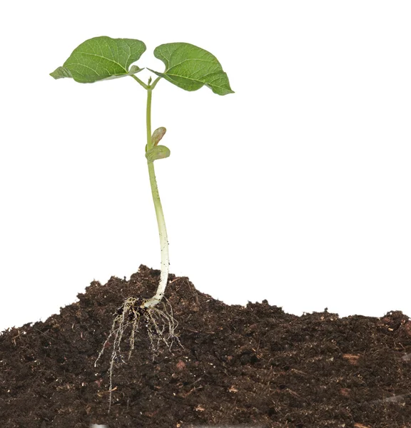 Planta cultivada de sementes — Fotografia de Stock