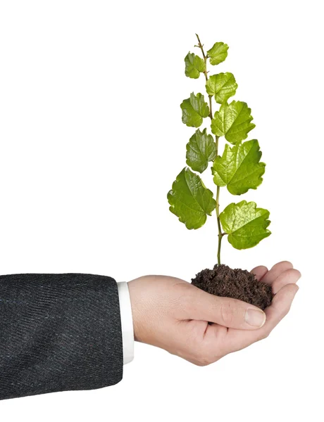 Sapling in hand — Stock Photo, Image