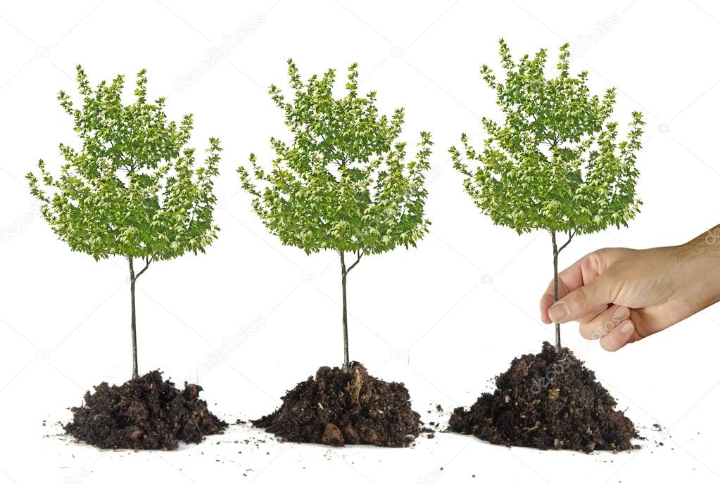 Planting tree