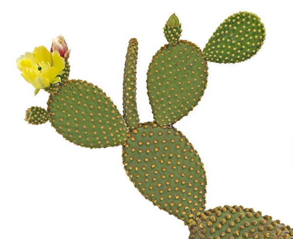 Opuntia Kaktus isoliert auf weißem Hintergrund — Stockfoto