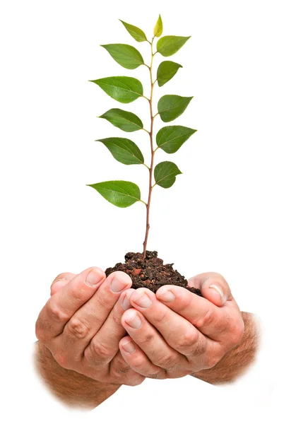 Sapling in hand — Stock Photo, Image