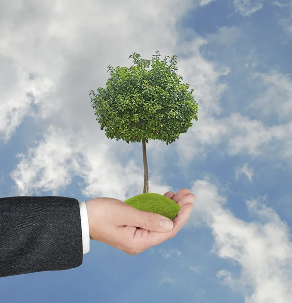 Orange tree in hand — Stock Photo, Image