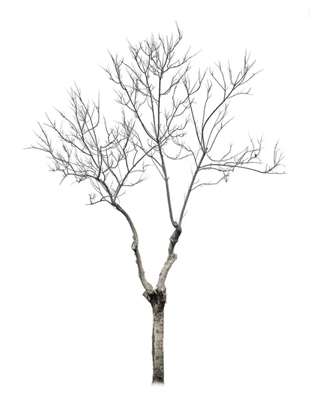 건조 한 나무 — 스톡 사진