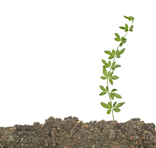 Plant in soil — Stock Photo, Image