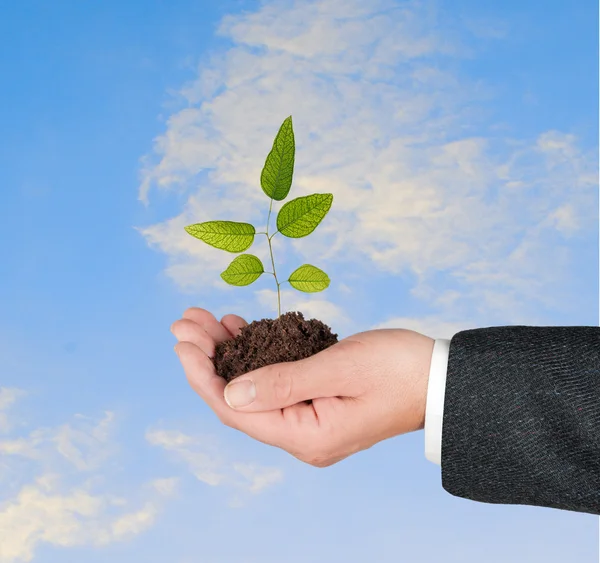 Eucalyptus sapling — Stock Photo, Image