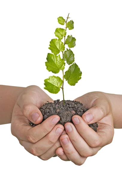 Sapling in hands — Stock Photo, Image