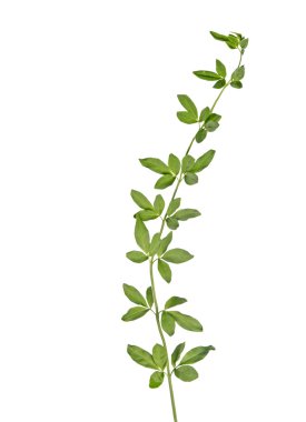 Beyaz arka plan üzerinde izole asma