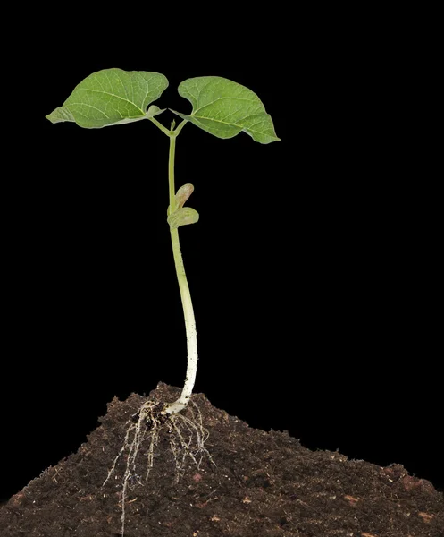 Planta cultivada de sementes — Fotografia de Stock