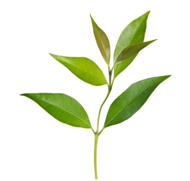 Şube
