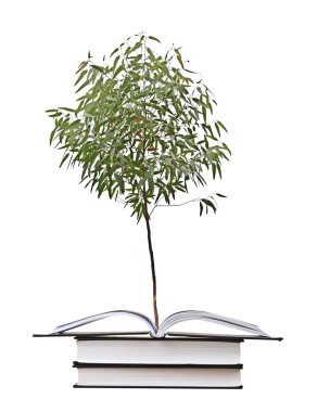 Açık kitap büyüyen ağacı