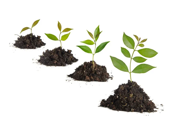 Saplings on white background — Stock Photo, Image