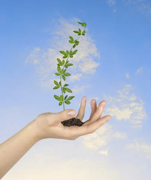 Plant in hand — Stock Photo, Image