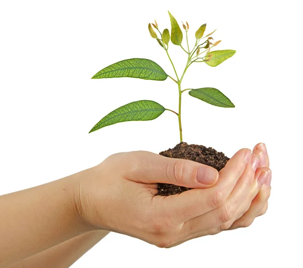 Sapling in hands — Stock Photo, Image