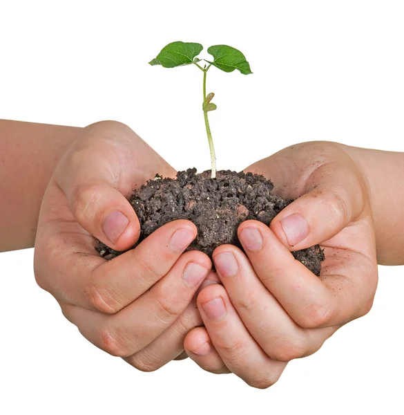 Bean seedling in hands — Stock Photo, Image