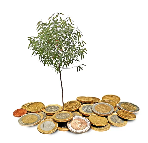 Eukalyptu strom rostoucí z hromady mincí — Stock fotografie