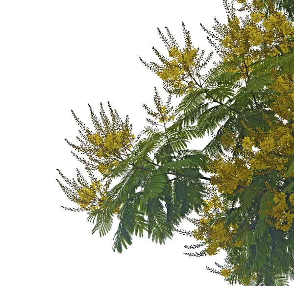 Acacia — Stockfoto