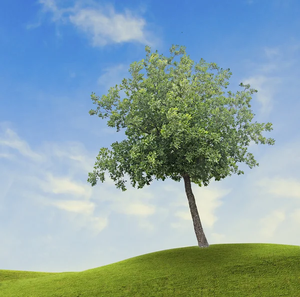 Tree on meadow — Stock Photo, Image