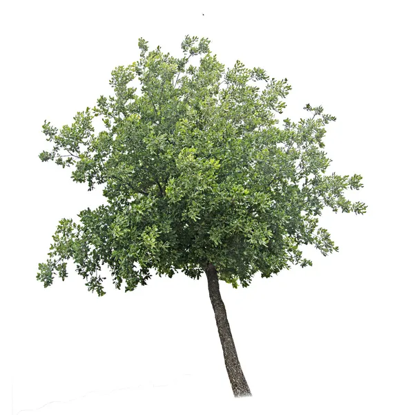 Árbol en blanco —  Fotos de Stock