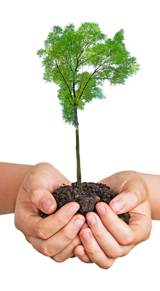 Árbol en las manos —  Fotos de Stock