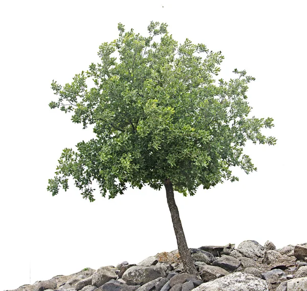 Träd på vit — Stockfoto