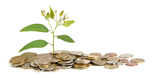 Sapling growing from coins — Stock Photo, Image