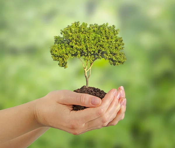 Árbol en las manos — Foto de Stock