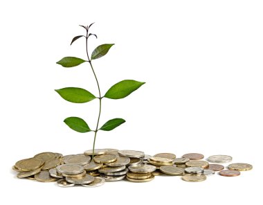 jeton büyüyen fidan