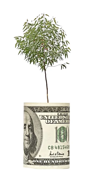 Strom roste od dolarové bankovky — Stock fotografie