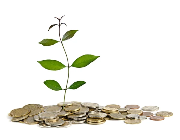 Sapling growing from coins — Stock Photo, Image