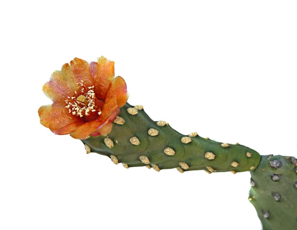 Bloeiende cactus — Stockfoto