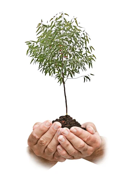 Árbol en las manos — Foto de Stock