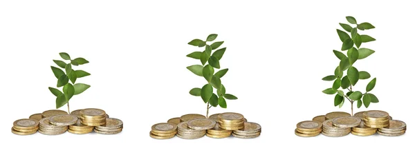 Saplings growing from coins — Stock Photo, Image